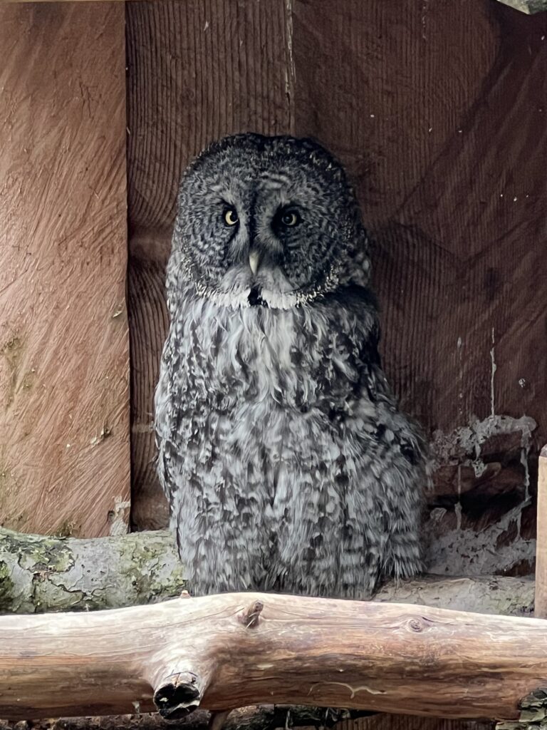 A grey and white owl sitting on a log, in-front of a wood wall